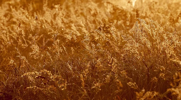 Gräser Gegenlicht Sonnenaufgang — Stockfoto