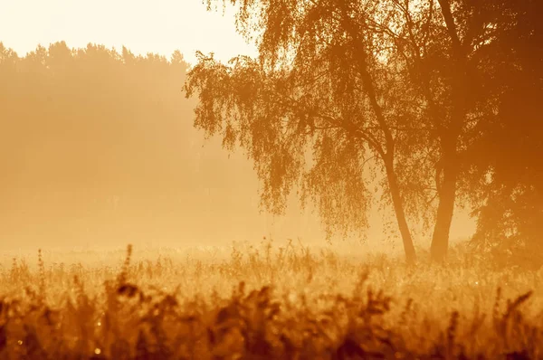 Niebla Mañana Sobre Campo Amanecer —  Fotos de Stock