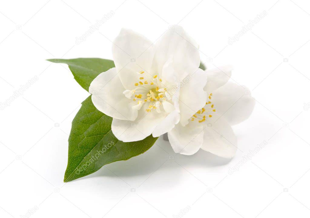 Jasmine flowers on white isolated background