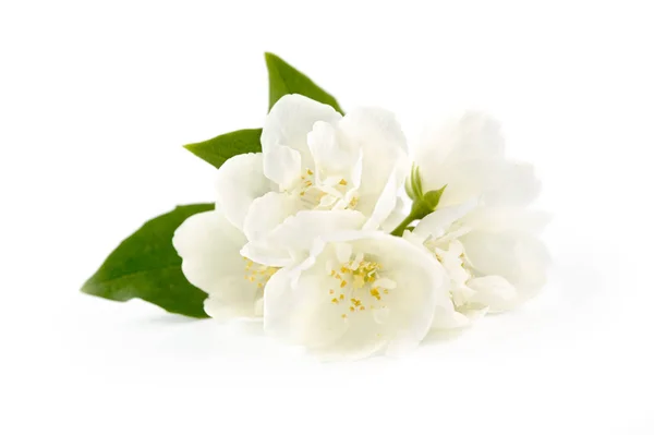 Fiori Gelsomino Isolati Sfondo Bianco — Foto Stock