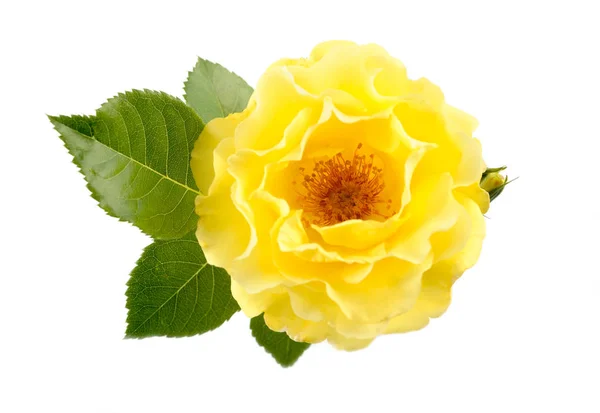 Yellow Rose Isolated White Background — Stock Photo, Image