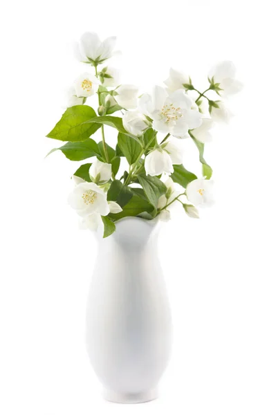 Flores Jasmim Vaso Isolado Sobre Fundo Isolado Branco — Fotografia de Stock