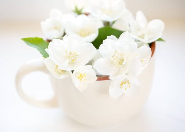 Vazoda Jasmin çiçekleri