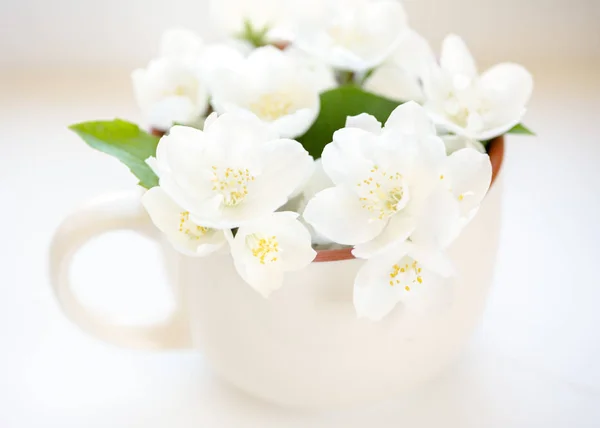 花瓶のジャスミンの花 — ストック写真