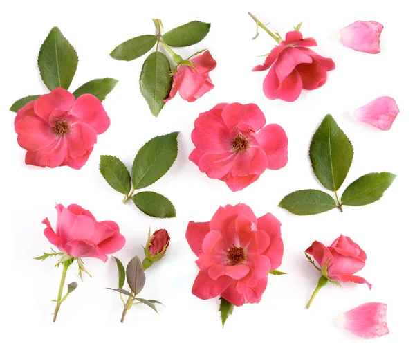 Izole beyaz arka plan üzerinde güzel gül seti, düz yatıyordu