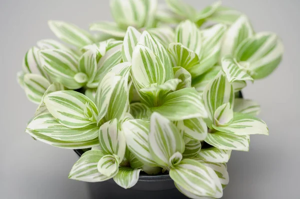 家居植物白花苜蓿 Albovittata — 图库照片