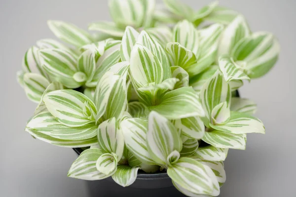 Tradescantia Albiflora Albovittata Planta Interior — Fotografia de Stock