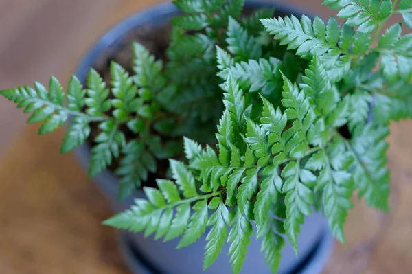 Arachnoides Aristata Forst Tindale Fern Rumora Indoor Plant Beautiful Houseplant — Fotografia de Stock