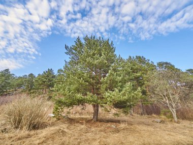Baharda çam ormanı