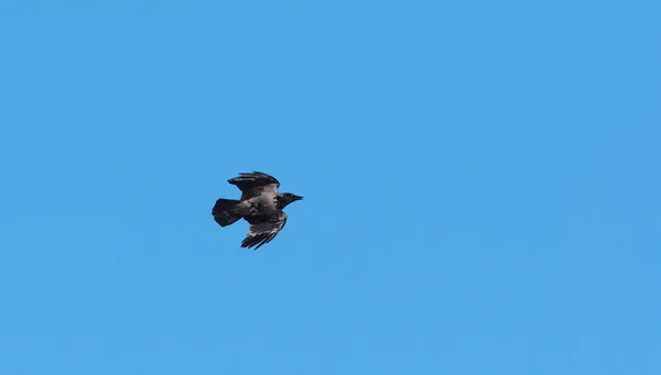 Crow Blue Sky — Stock Photo, Image