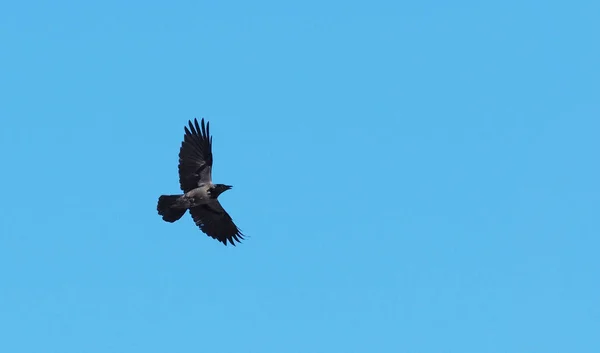 Crow Blue Sky — Stock Photo, Image