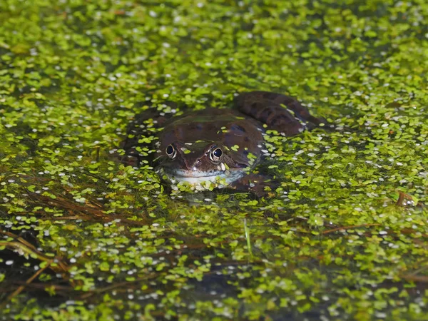 Groda Dammen — Stockfoto