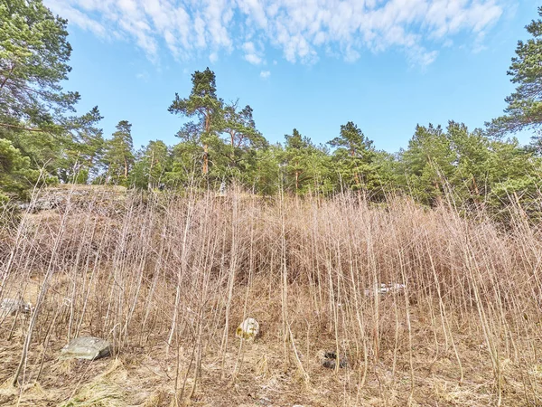 Bosque Pino Primavera — Foto de Stock