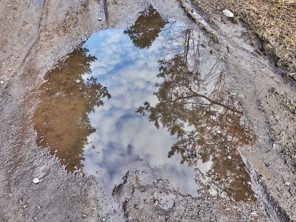 Dirt Road Puddles Forest Spring — Stock Photo, Image