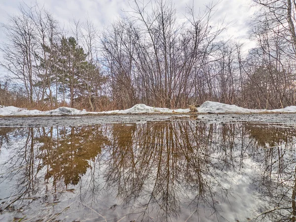 Reflet Une Pinède Dans Eau Printemps — Photo