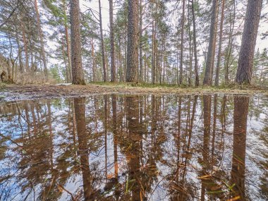 bir çam ormanı su yansıması. Bahar