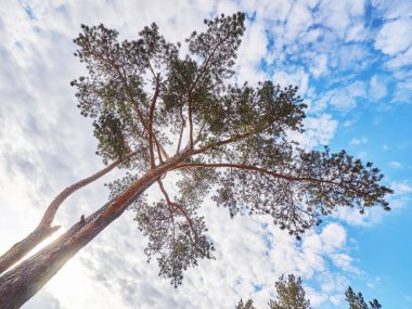 kayanın üzerinde çam