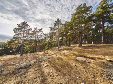 Baharda çam ormanı