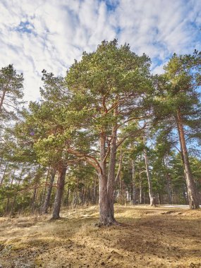 Baharda çam ormanı