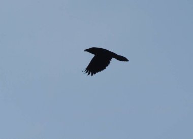 gökyüzünde raven