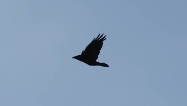 gökyüzünde raven
