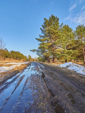 toprak yol ve su birikintileri ormanın içinde. Bahar