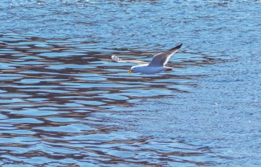 martı suyun üzerinde uçuyor.