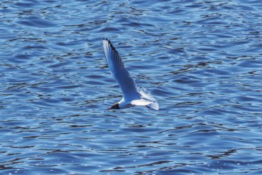 martı suyun üzerinde uçuyor.