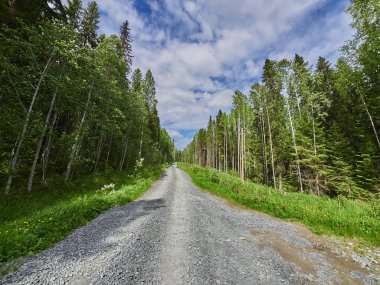 Ormandaki toprak yol