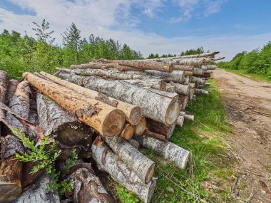 karayolu ile kesilen orman