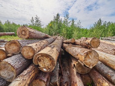 karayolu ile kesilen orman