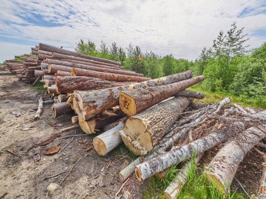 karayolu ile kesilen orman