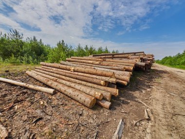 karayolu ile kesilen orman