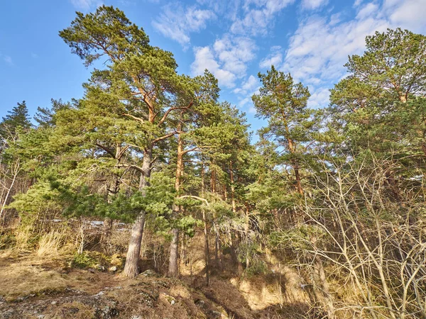 Borový Les Jaře — Stock fotografie