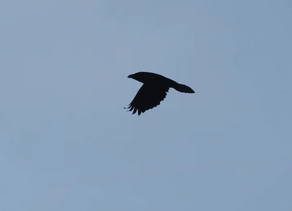 Gökyüzünde Raven — Stok fotoğraf
