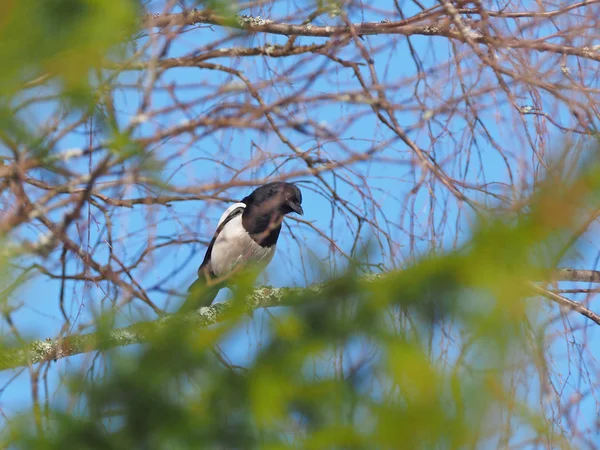 Urraca Árbol — Foto de Stock