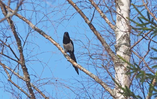 Urraca Árbol — Foto de Stock