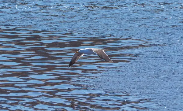 Seagull Aanboord Waterbeheersing — Stockfoto