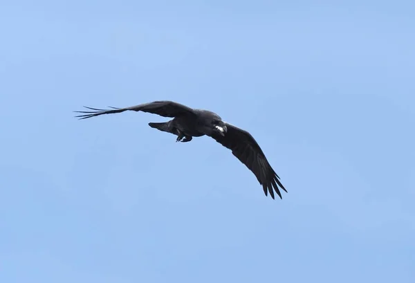 漆黒の空に — ストック写真