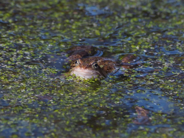 Frosch Teich — Stockfoto