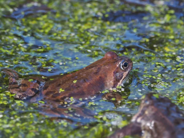 Frog Pond — Stock Photo, Image