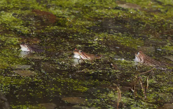 Frosch Teich — Stockfoto