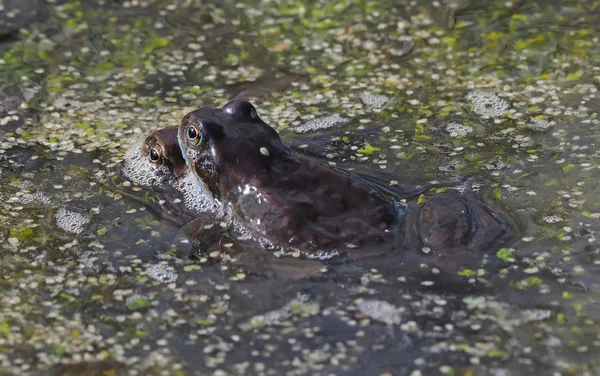 Frosch Teich — Stockfoto