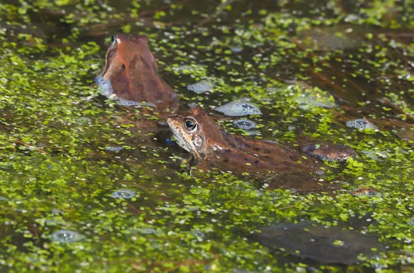 Лягушка Пруду — стоковое фото