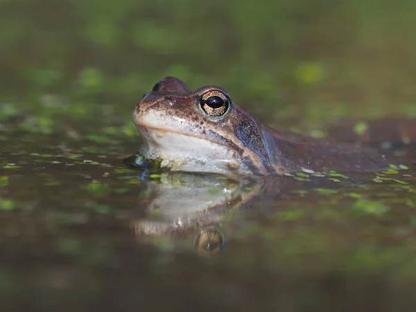 Frog Pond — Stock Photo, Image