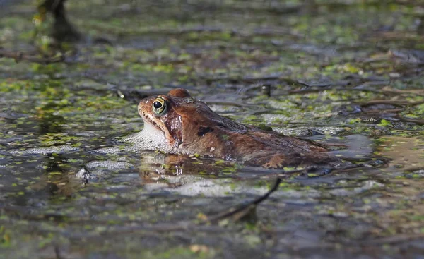 Frosch Teich — Stockfoto