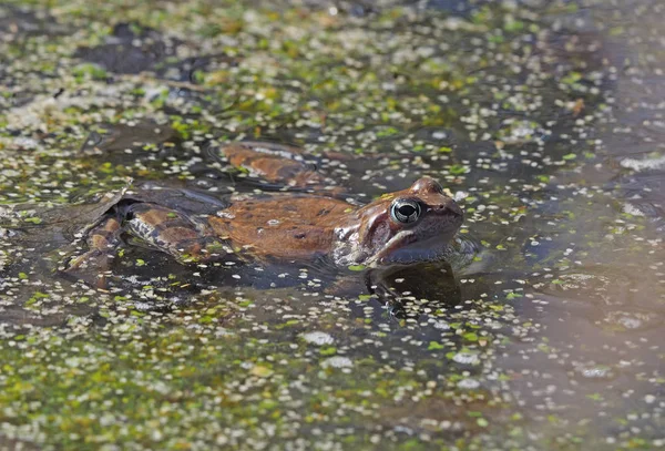 Göldeki Kurbağa — Stok fotoğraf