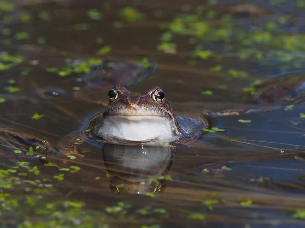 Žába Jezírku — Stock fotografie