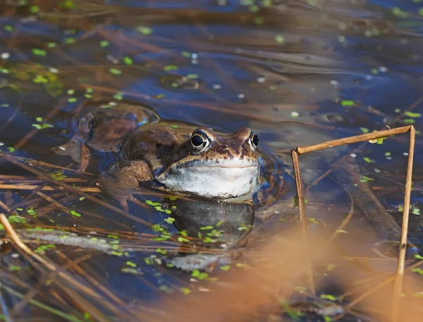 Frog Pond — Stock Photo, Image