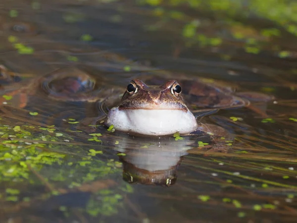 Frosch Teich — Stockfoto